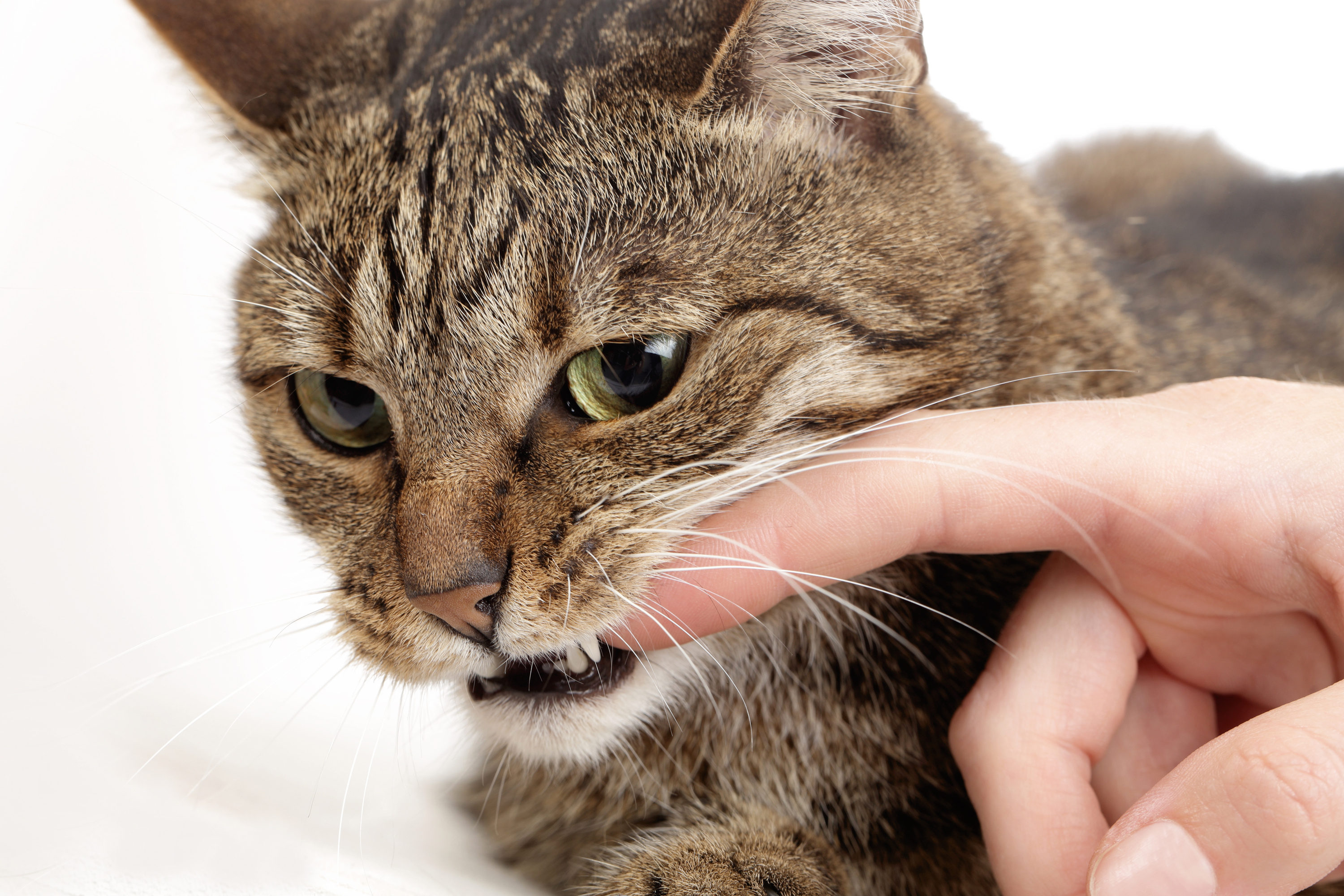 Mordu par un chat, un homme est infecté par une bactérie inconnue